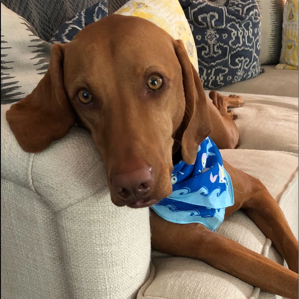 Meet your Posher, Bridget